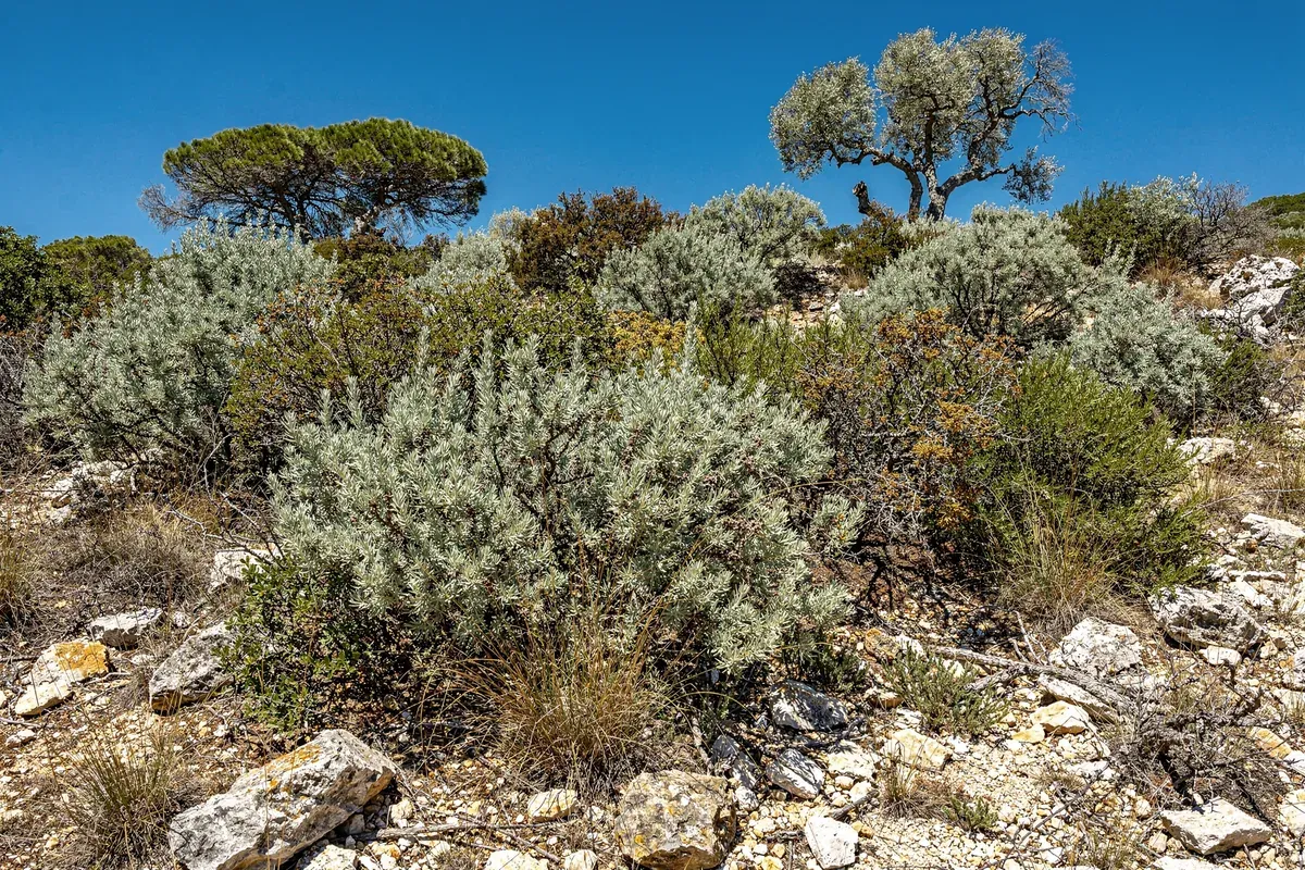 Garrigue méditerranéenne dense : cistes, romarins, genêts et pins d'Alep sur sol calcaire