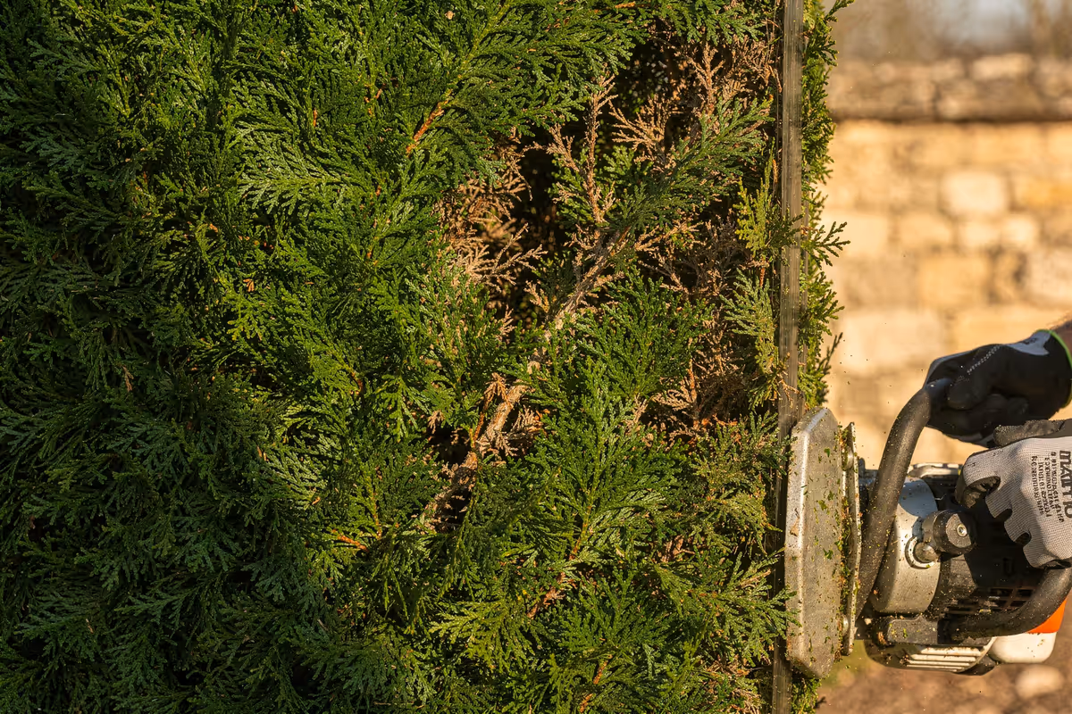 Texture caractéristique d'une haie de thuya en éventails écailleux verts