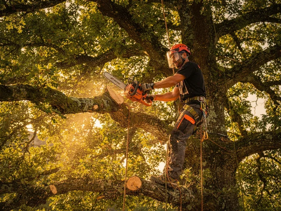 Grimpeur arboriste sur cordes en plein démontage technique d'une branche